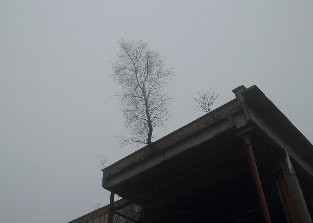 http://frederickcarnet.com/files/gimgs/186_3newtifrugen183.jpg